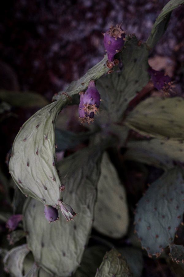 Prickly Pear 3 web